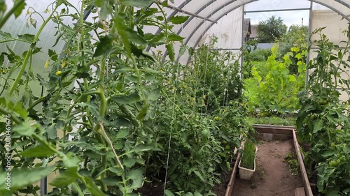 plants in a greenhouse