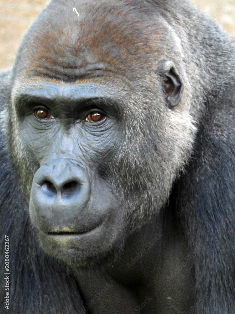 Fototapeta premium Close-Up Portrait of a Western Lowland Gorilla