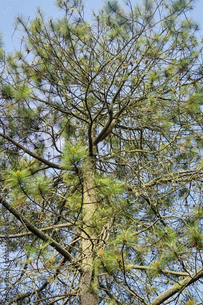 Fototapeta premium Treetop of lush green pine tree against a clear blue sky background.
