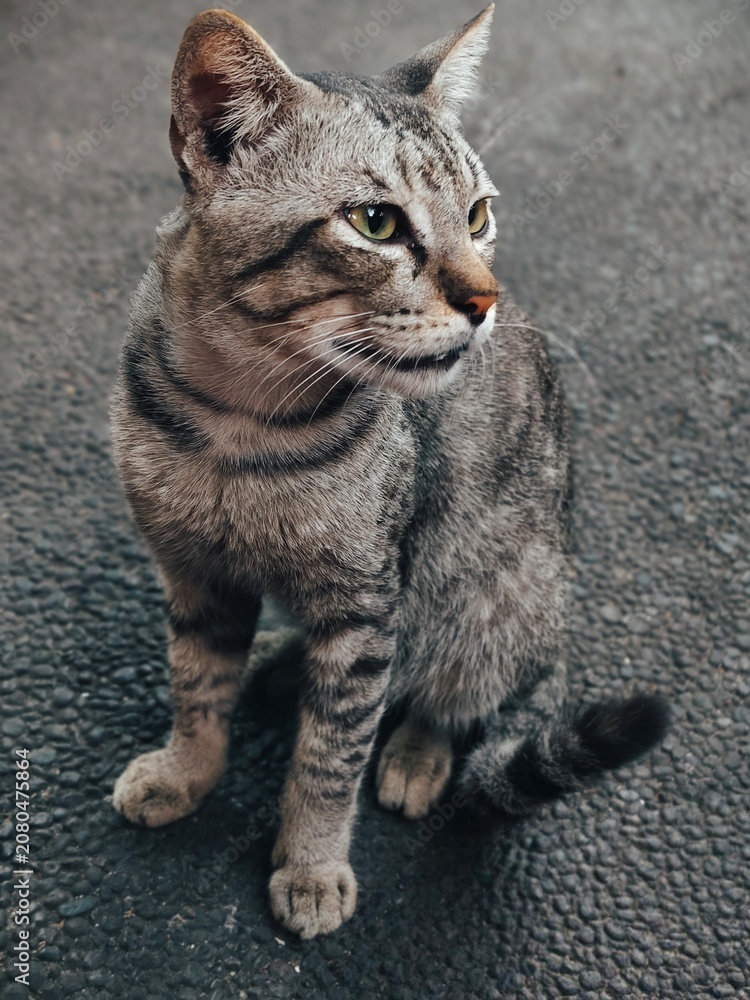 Obraz premium A beautiful domestic tabby cat sitting gracefully on a dark pebble stone ground, looking to the side with alert green eyes.