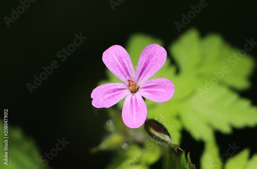 Schilderij op canvas Herb Robert (Geranium robertianum) herbaceous flowering plant