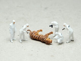 Mini toy of action figure at outdoor with blurred background. Miniature photography concept design. Minifigure of forensic crew and scientist with tiger character. Rescuing animal at wildlife.