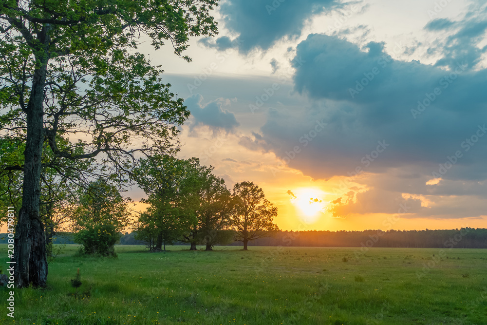Naklejka premium Beautiful sunset over green field with oak trees in summer evening, dramatic sky with sunbeams over rural countryside landscape, idyllic wild nature meadow scenery.
