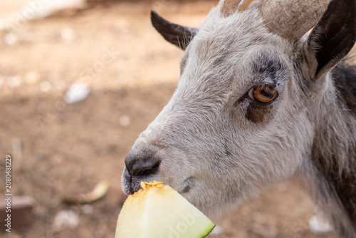 Konstfotografi Cabra enana africana comiendo melon en un día de calor