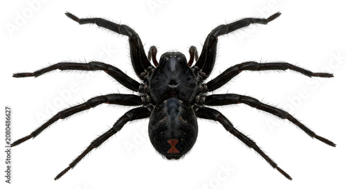 Photos Black widow spider macro top view