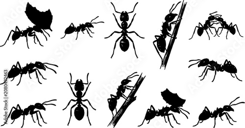 Foto vector can editable Dynamic formicidae silhouettes depicting laborious leafcutte