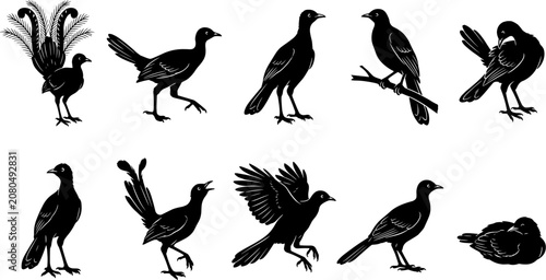 Φωτογραφία vector can editable Exquisite lyrebird silhouettes highlighting the elaborate ta