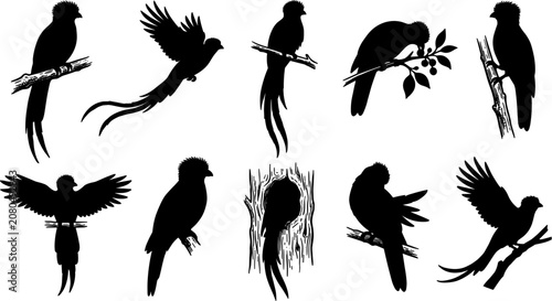 Fotografie vector can editable Exquisite resplendent quetzal silhouettes showcasing long ta