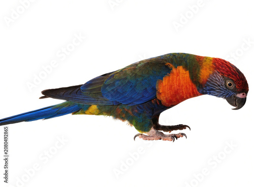 Full Body Studio Portrait of a Colorful Rainbow Lorikeet Isolated on White Background