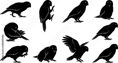 Fotografie vector can editable Rare kakapo parrot silhouettes showcasing the flightless noc
