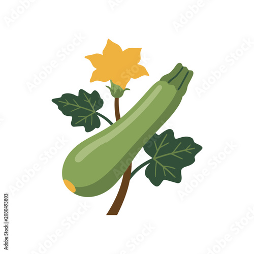 Zucchini with flower and leaves flat vector illustration