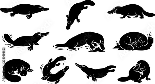 Fényképezés vector can editable Unique monotreme anatomy study featuring diverse platypus si