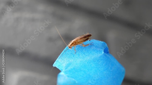 The American cockroach was caught in a glue trap. Destruction of insects at home. Insect management, close up of cockroach stuck on sticky glue cockroaches trap with bait with blurred background. 