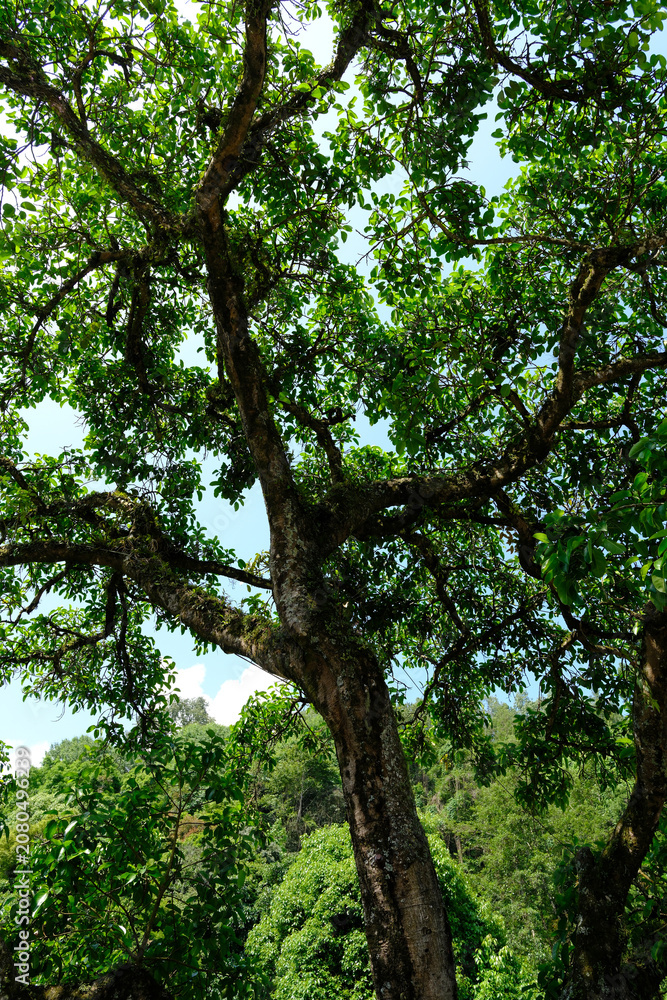 Fototapeta premium Leafy tree in lush green forest