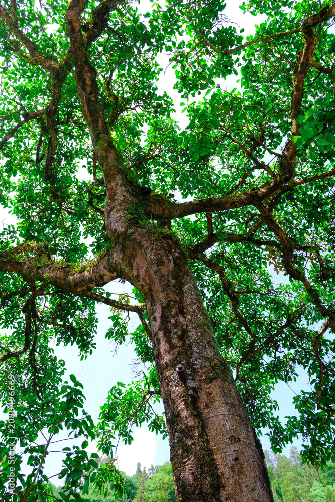 Fototapeta premium Large tree trunk with green canopy