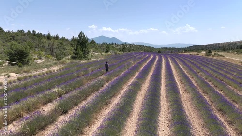 Vue aérienne d'un homme qui se balade dans un champ de lavande en fleurs sous un soleil radieux