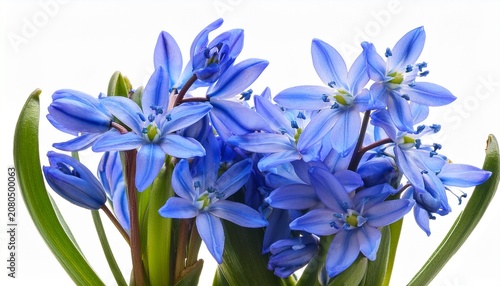 Close Up Of Blue Scilla Flowers Isolated On Transparent Background Scilla Siberica
