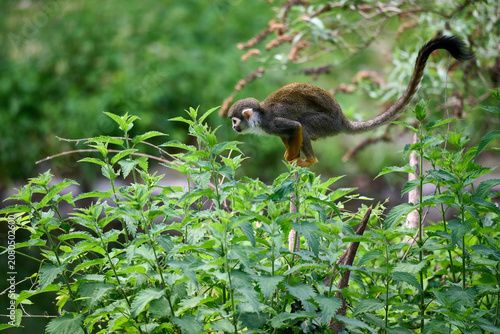 Photography Common squirrel monkey leaping on green stinging nettle plants at Bratislava Zoo