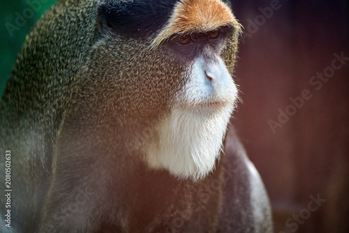 Photography Close up portrait of an adult De Brazza's monkey with distinctive orange forehead and white beard at Bratislava Zoo, Bratislava, Slovakia, Europe