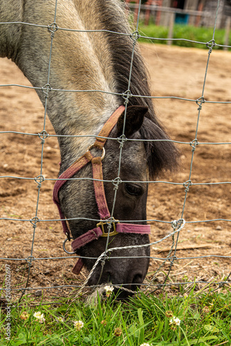 Ass eating in Japanese pasture