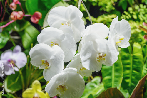 White orchid flowers against a background of green leaves.