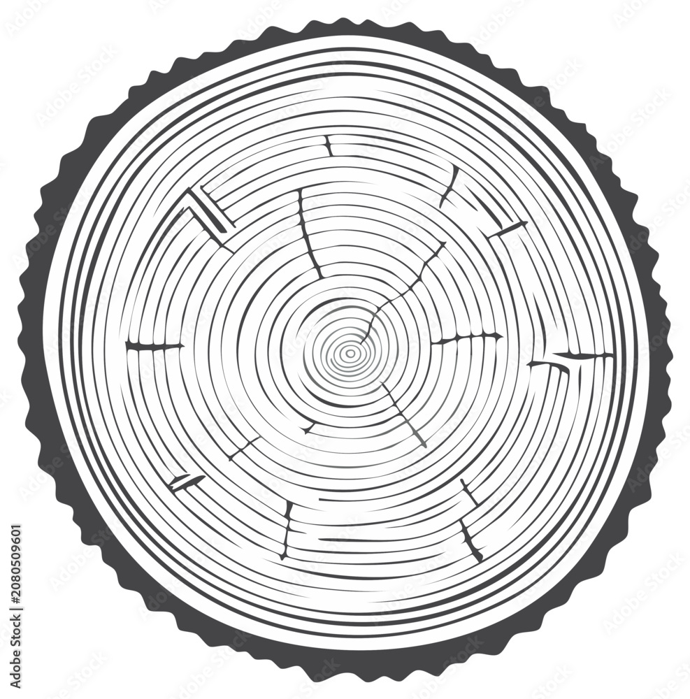 Fototapeta premium Tree Trunk Cross Section Showing Growth Rings and Bark Texture