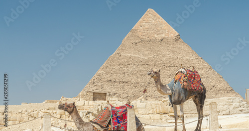 Photos Two camels for touristic rides on the desert are resting in front of the famous Chephren pyramid, in the Giza plateau, Cairo, Egypt
