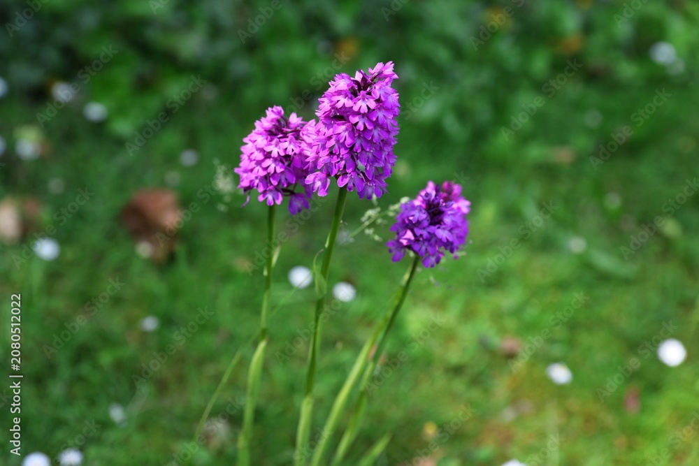 Naklejka premium Close up of small purple flowers on the green background.