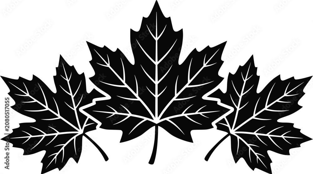 Fototapeta premium Three Black Maple Leaves Silhouette