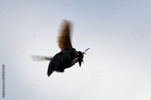 Large black carpenter beetle flying in the sky