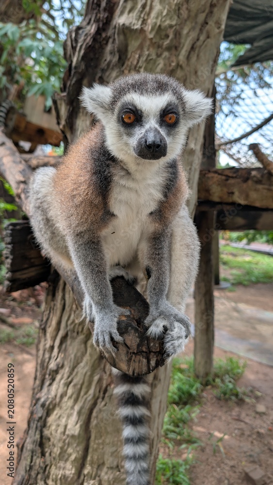 Fototapeta premium A portrait of a lemur sitting on a sawed-off tree branch in a lush outdoor enclosure. In the blurred background is lemur climbing infrastructure, a climbing net, green trees, and wooden animal houses.