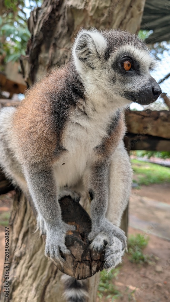 Fototapeta premium A portrait of a lemur sitting on a sawed-off tree branch in a lush outdoor enclosure. In the blurred background is lemur climbing infrastructure, a climbing net, green trees, and wooden animal houses.