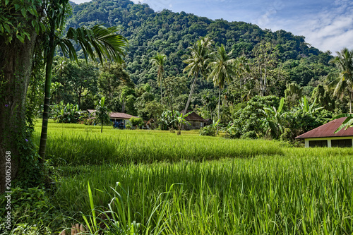 Traditional rice cultivation in Indonesia
