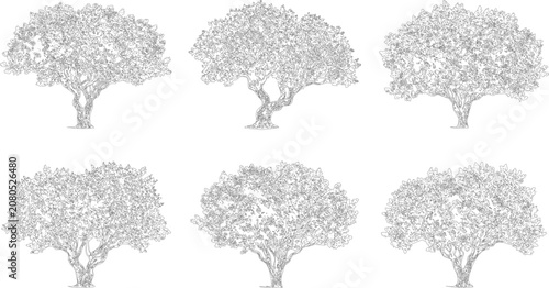 Fotografia Six detailed tree sketches showing various species for garden design and illustr
