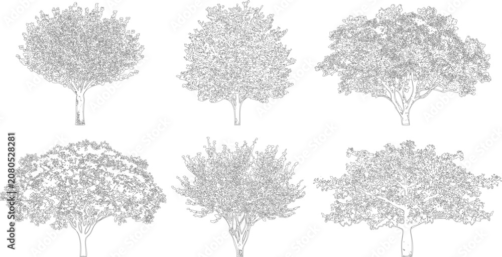 Fototapeta premium Six diverse tree outline drawings for architectural site plans and landscaping layouts 