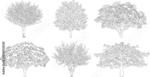 Six diverse tree outline drawings for architectural site plans and landscaping layouts
