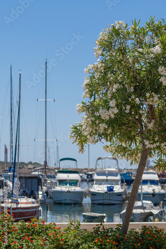 Laurier rose en fleurs dans le port de Carro en provence