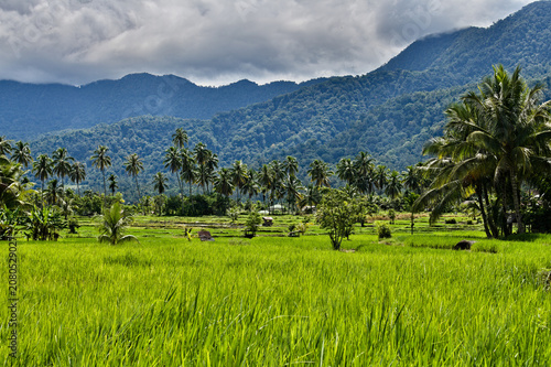 Green rice paddies and tropical palm trees