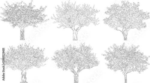 Selection of six intricate hand drawn tree illustrations for design and architecture
