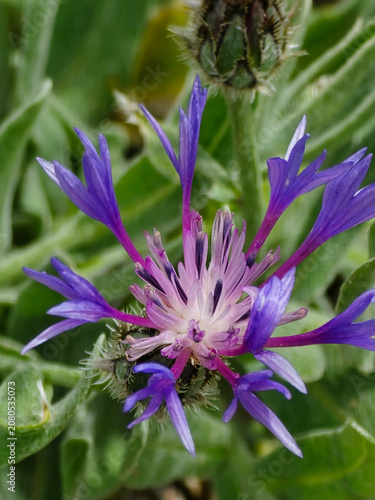 Close up of a vibrant purple cornflower in full bloom against a soft green background of leaves