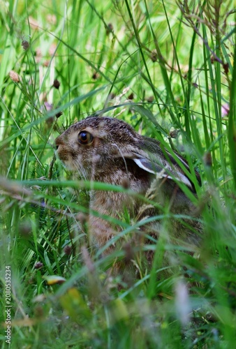 Junger Feldhase (Lepus europaeus) im Lainzer Tiergarten, vertikal