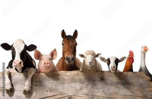 Friendly dairy cow, pink pig, horse, sheep, goat, rooster and goose peeking from behind a large blank rustic wooden sign, smiling and looking directly at camera, isolated on pure white background, pro