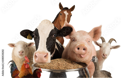 Happy dairy cow, funny pig, horse, sheep, goat, rooster and goose gathered around a shiny metal feed bowl, looking directly at camera, isolated on pure white background, realistic textures, profession