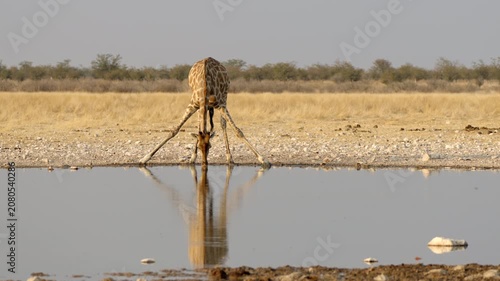 A giraffe drinks from a waterhole in Etosha National Park, Namibia.