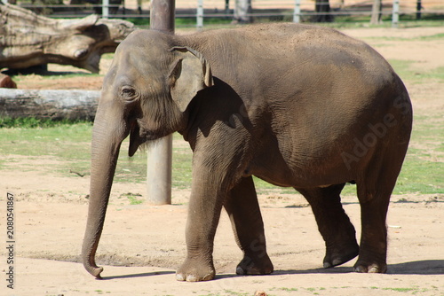 Photography elephant in the zoo