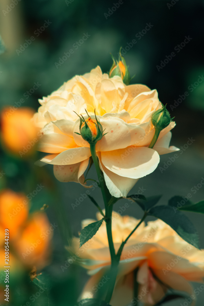 Obraz premium Yellow rose