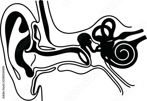 Tableau sur toile Anatomical cross section illustration of the human ear structure.