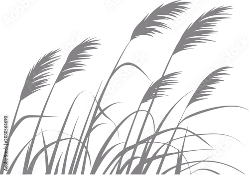 Foto Silhouette of tall grass swaying in the wind against a white background
