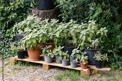 Potted sage plants on a wooden pallet with mature herbs and young seedlings. Concept of home gardening, organic cultivation, plant propagation and healthy cooking.