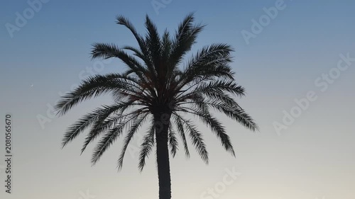 palm tree and blue sky